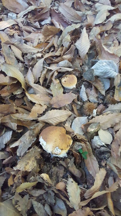 La Mansardina Διαμέρισμα Vezzi Portio Εξωτερικό φωτογραφία